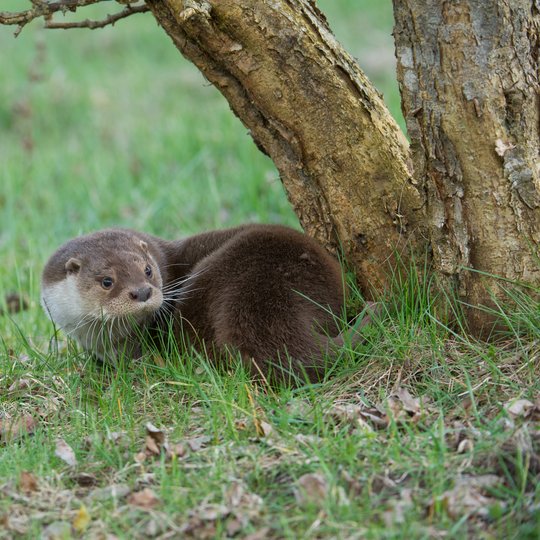 S. Paltanavičiaus