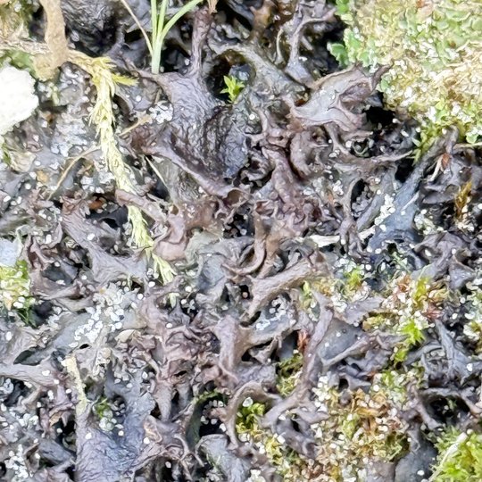 Iliustracija