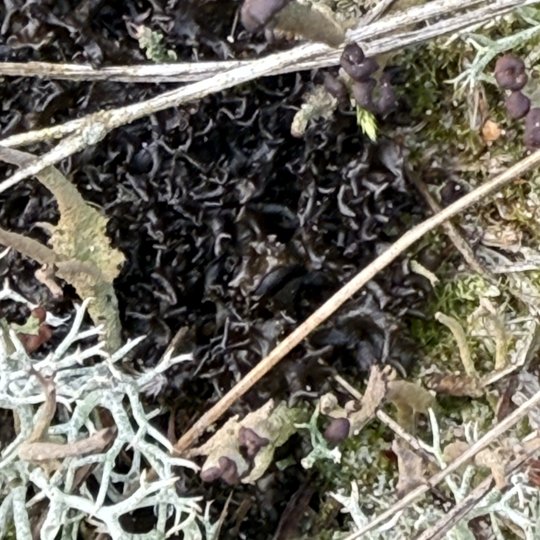 Iliustracija